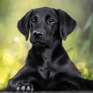 PuppyDog