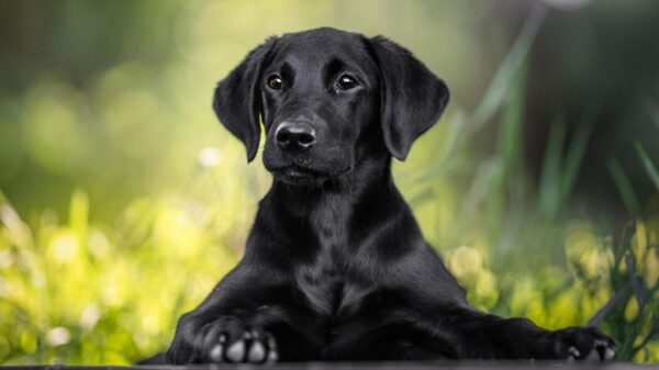 PuppyDog